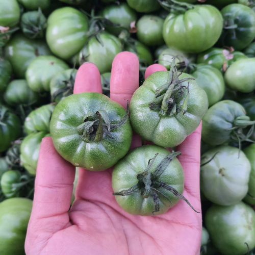Turşuluk Taze Köy Domatesi 1 Kilo