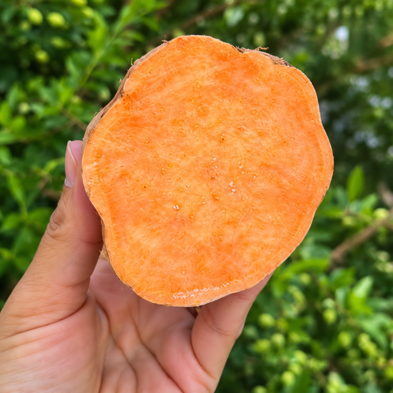TURUNCU TATLI PATATES 1 KİLO