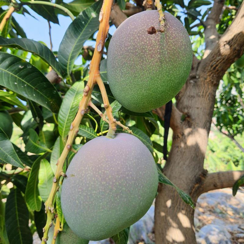 YERLİ MANGO 1 ADET
