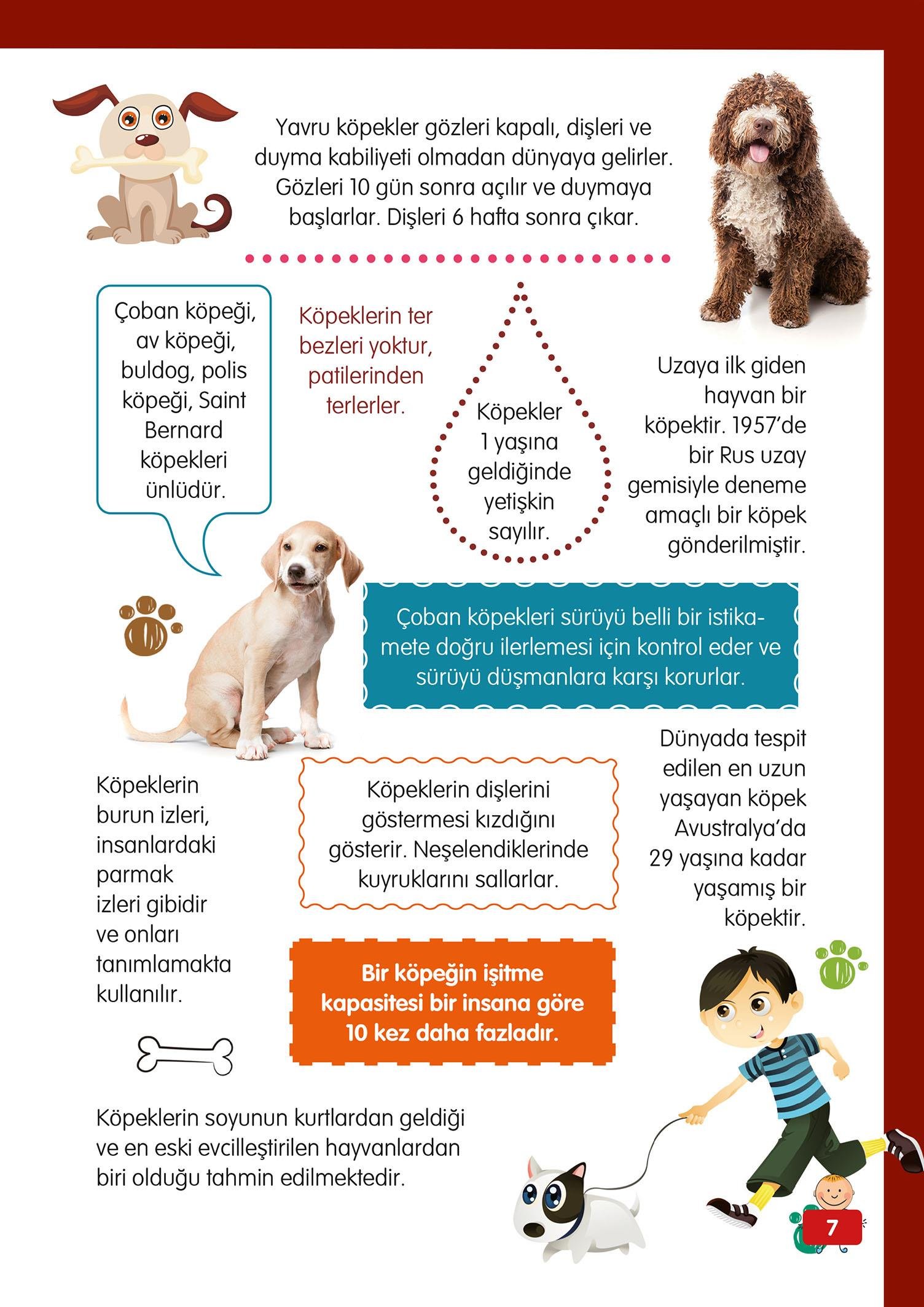 Hayvanlar Alemi - 2 - Mete Ulusoy