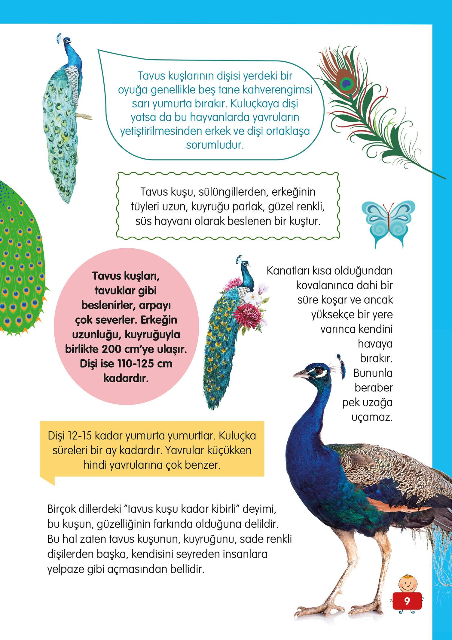 Hayvanlar Alemi - 3 - Mete Ulusoy