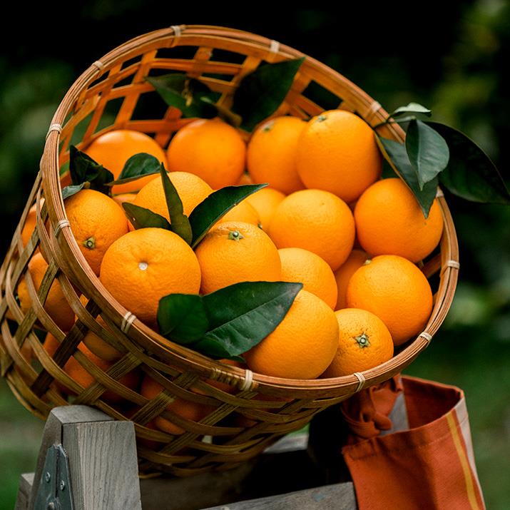 Ekolojik Portakal 1 Kg.