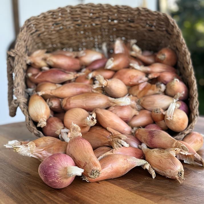 Elcik Soğanı (1 KG)
