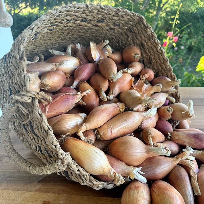 Elcik Soğanı (1 KG)