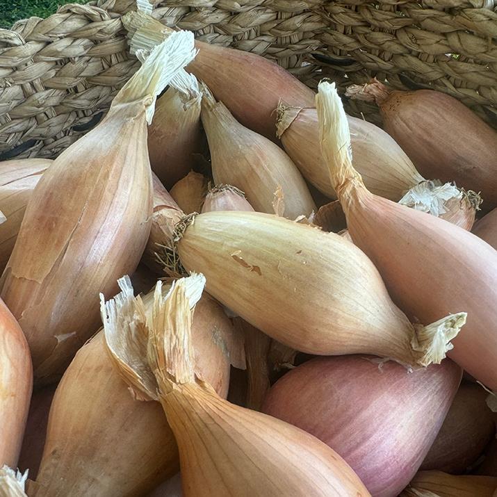 Elcik Soğanı (1 KG)