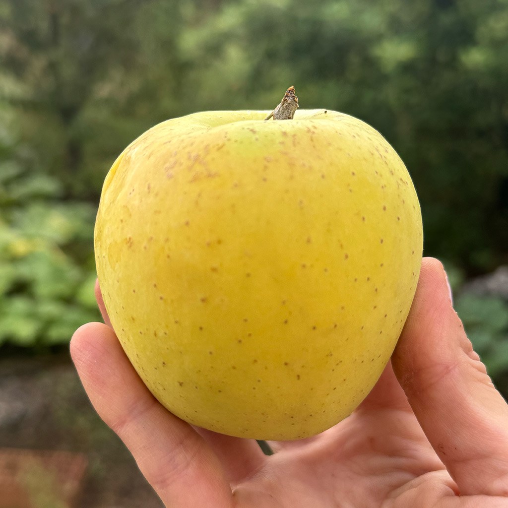 Fethiye Golden Yayla Elması (1 Kg.)