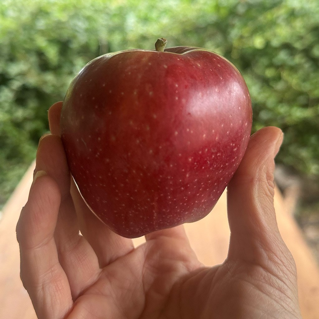 Fethiye Kırmızı Yayla Elması (1 Kg.)