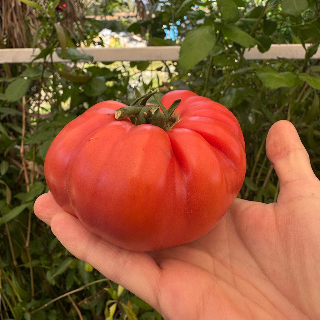 Kırmızı ve Pembe Yayla Domatesi (1 Kg.)