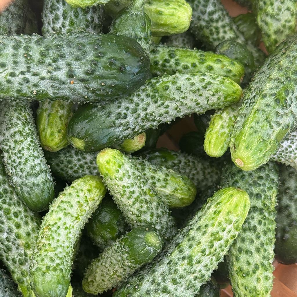 Kornişon ( 1 Kg.)