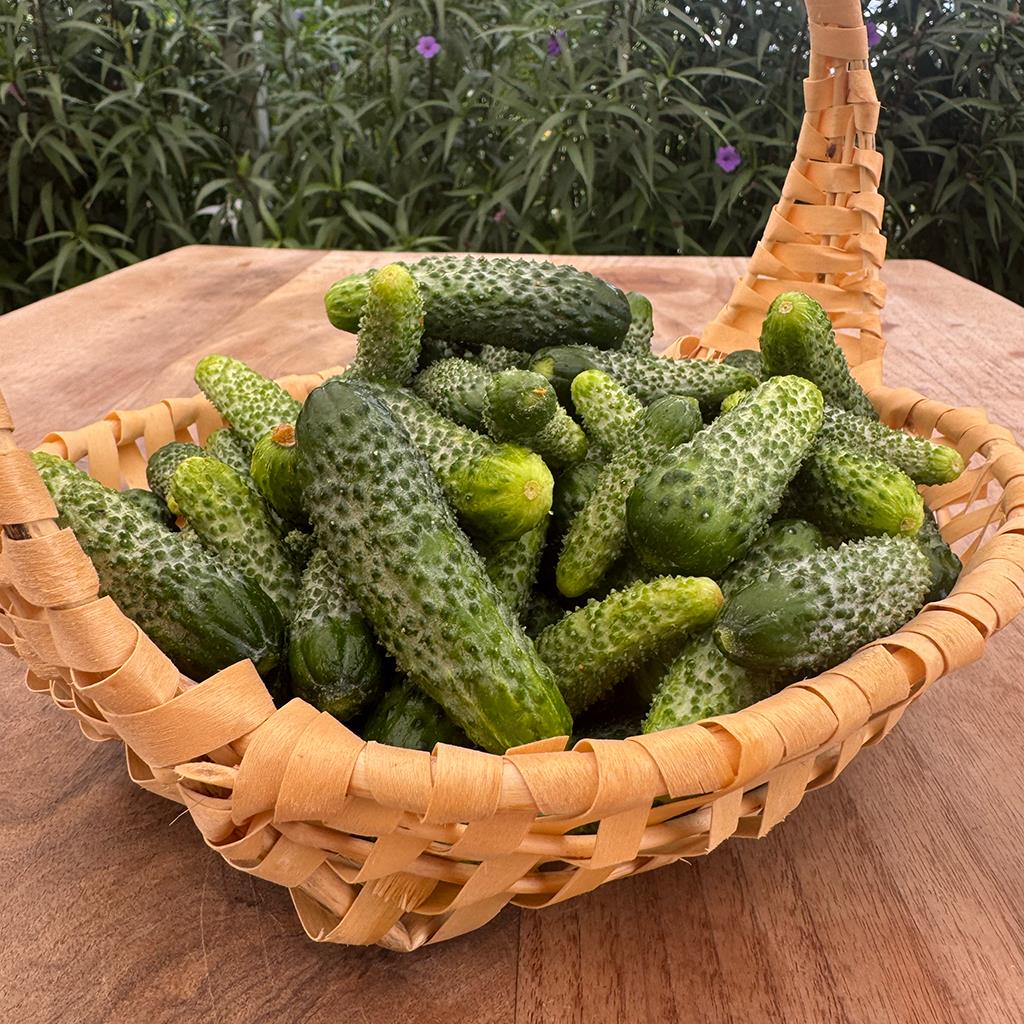 Kornişon ( 1 Kg.)