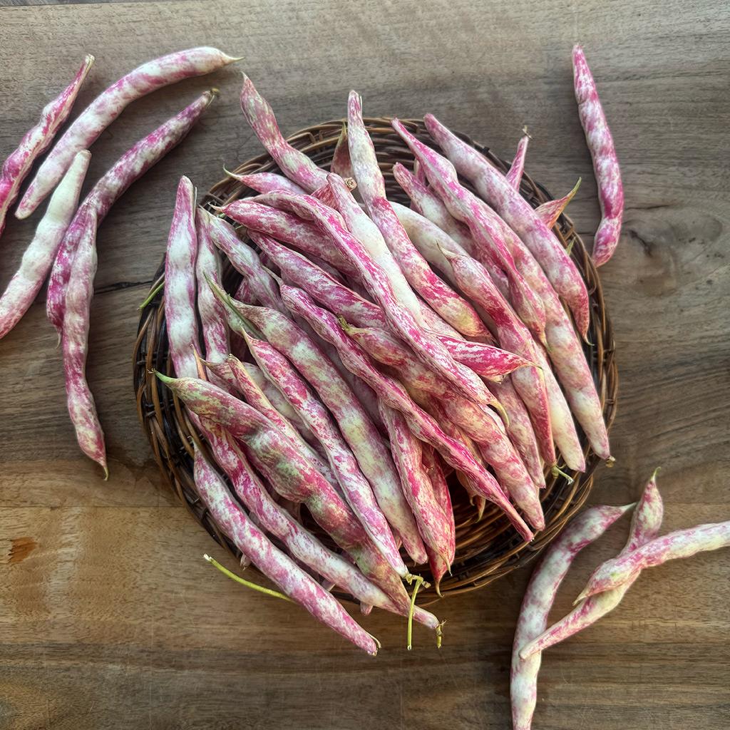 Taze Yayla Barbunyası (1 Kg.)