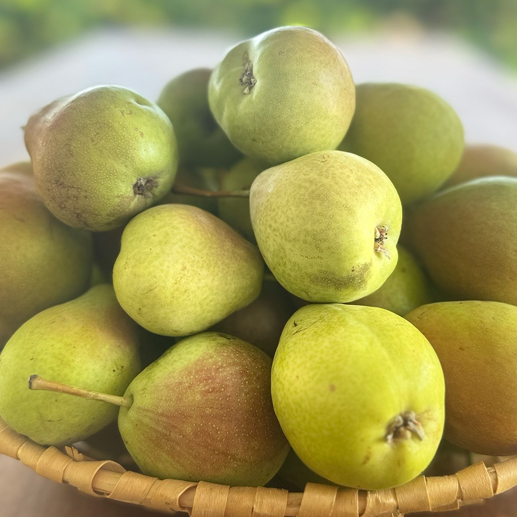 Yayla Armudu (1 Kg.)
