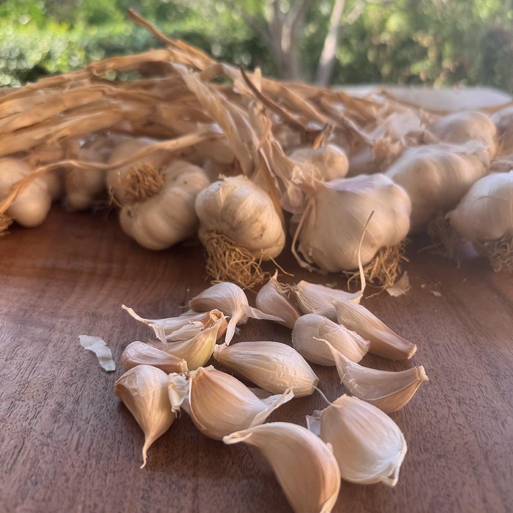 Yayla Sarımsağı (500 Gr.)