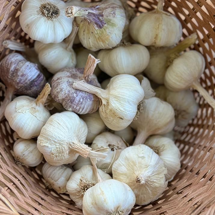 Yayla Sarımsağı (500 Gr.)