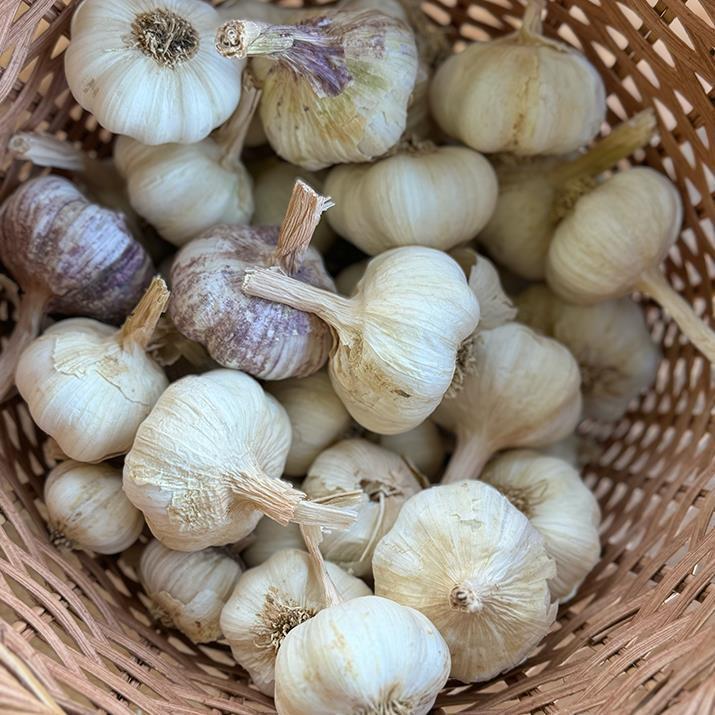Yayla Sarımsağı (500 Gr.)