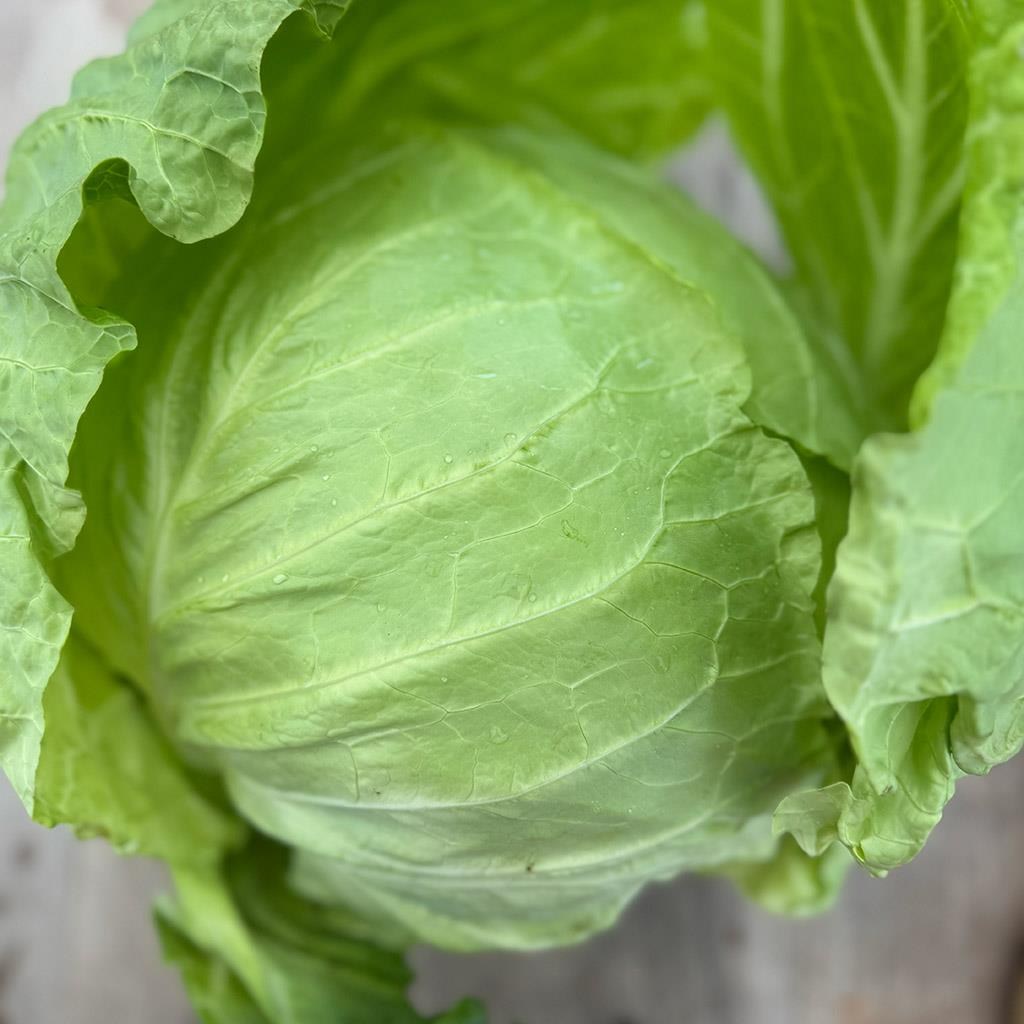 Yerli Beyaz Lahana (2-3 Kg arası)