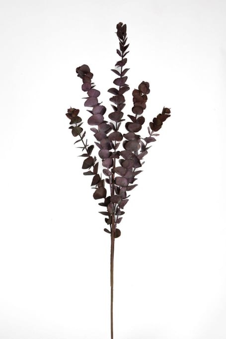 0105804 OKALIPTUS DAL 76 CM