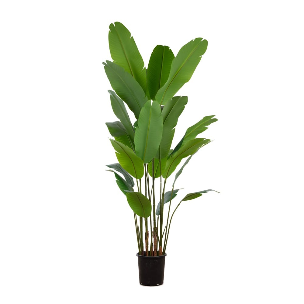 46­0175 STRELİTZİA TREE 185 CM