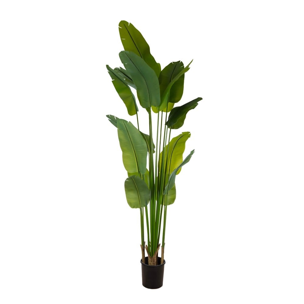 46-0234 STRELİTZİA TREE 260 CM