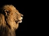 Aslan (Yan Profil) - Kanvas Tablo