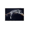Lying Tiger Cam Baskı TabloTablo / PanoTablolife.com