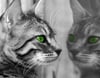Yeşil Gözlü Kedi - Kanvas Tablo