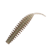 Leech