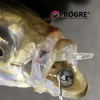 Progre Micro search