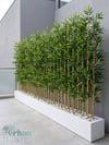 Seperatör Bambu Modelleri | MDF Saksılı Yapay BambuBambu Seperatör (100 cm Beyaz Mdf Saksıda)
