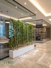 Seperatör Bambu Modelleri | MDF Saksılı Yapay BambuBambu Seperatör (100 cm Beyaz Mdf Saksıda)