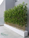 Seperatör Bambu Modelleri | MDF Saksılı Yapay BambuBambu Seperatör (50 cm Beyaz Mdf Saksıda)