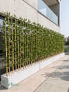 Seperatör Bambu Modelleri | MDF Saksılı Yapay BambuBambu Seperatör (50 cm Beyaz Mdf Saksıda)