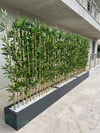Seperatör Bambu Modelleri | MDF Saksılı Yapay BambuBambu Seperatör (50 cm Siyah Mdf Saksıda)