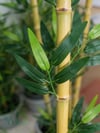 Seperatör Bambu Modelleri | MDF Saksılı Yapay BambuBambu Seperatör (70 cm Siyah Mdf Saksıda)