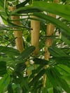 Saksılı Yapay Bambu Modelleri | Dekoratif Bambu SaksılıIslak Dokulu ve Dolgun Yapraklı Bambu -Siyah Gold Metal Saksı