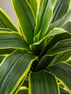 Yapay Mısır Ağacı (Dracena) 130 cm | Dekoratif Tropikal Yapay BitkiYapay Mısır Birkisi (Dracena) 130 cm