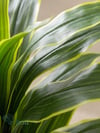Yapay Mısır Ağacı (Dracena) 130 cm | Dekoratif Tropikal Yapay BitkiYapay Mısır Birkisi (Dracena) 130 cm