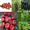 6 Paket Tohum No18 Arpacık Soğan 1 Kg. Hibrit Salatalık F1