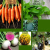 6'lı Tohum No15 Havuç Tohumu Roka Kara Kavun Patlıcan Tohumu