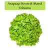 Arapsaçı Marul Tohumu 1 Paket(10Gr=5000+Adet) Kıvırcık Marul