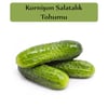 Hıyar Tohumu Kornişon 1 Paket (5Gr=300+ Adet) Turşuluk Salatalık Tohumu