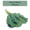 Kara Lahana Tohumu 1 Paket (10Gr=2000+ Adet) Karadeniz Lahana Tohumu