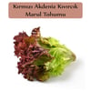 Kırmızı Marul Tohumu 1 Paket (1Gr=850+Adet) Kırmızı Kıvırcık