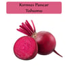 Kırmızı Pancar Tohumu 1 Paket (10Gr=450+ Adet) Pancar Tohumu