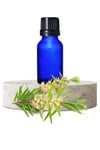 Nioli Yağı 20 ml. Niaouli Yağı Saf