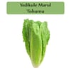 Yedikule Marul Tohumu 1 Paket (10Gr=8000+ Adet) Marul Tohumu