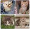 OSCAR STONE DECOR CAT 4'lü DOĞALTAŞ BARDAK ALTLIĞI / BA018 (COASTER)