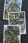 erken-hasat-naturel-sizma-zeytinyagi-2-8d83ab.jpg