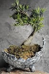 Shakkan El Yapımı Dokulu Seramik Bonsai Saksısı