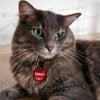 Metal Kedi Model Kedi Künyesi